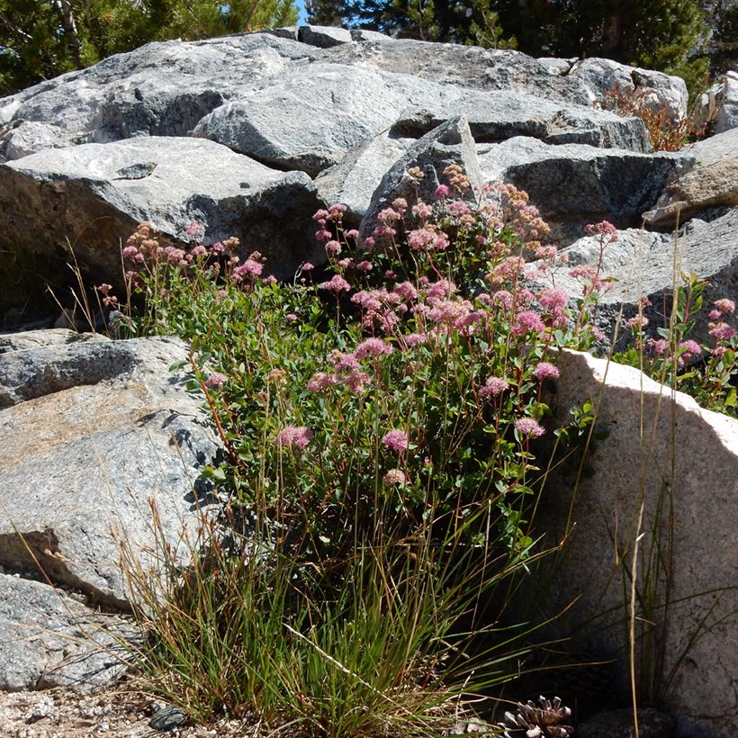 Spiraea densiflora var. splendens (Plant habit)