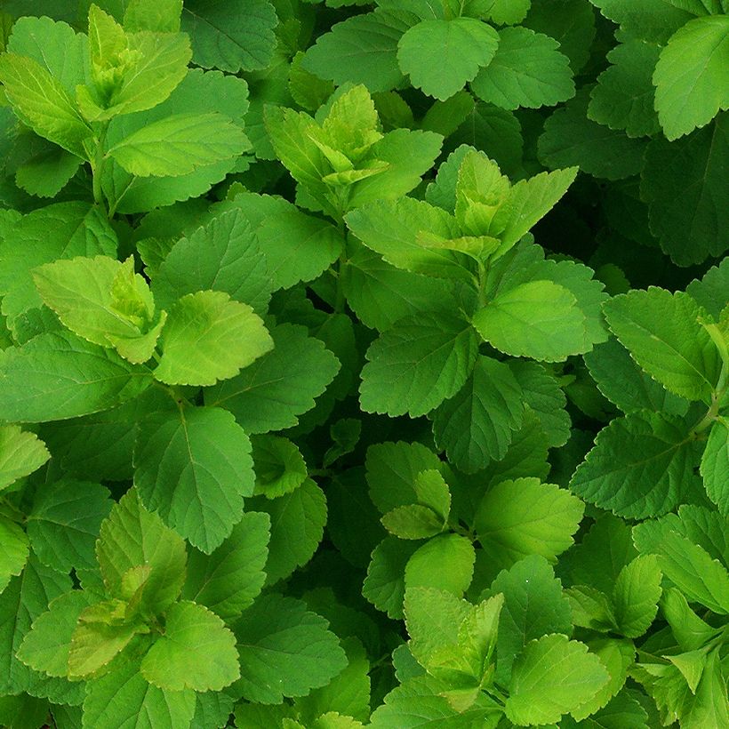 Spiraea densiflora var. splendens (Foliage)