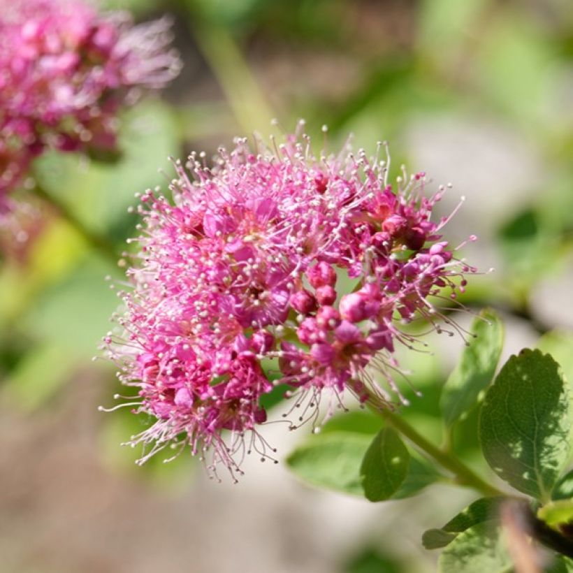 Spiraea densiflora var. splendens (Flowering)