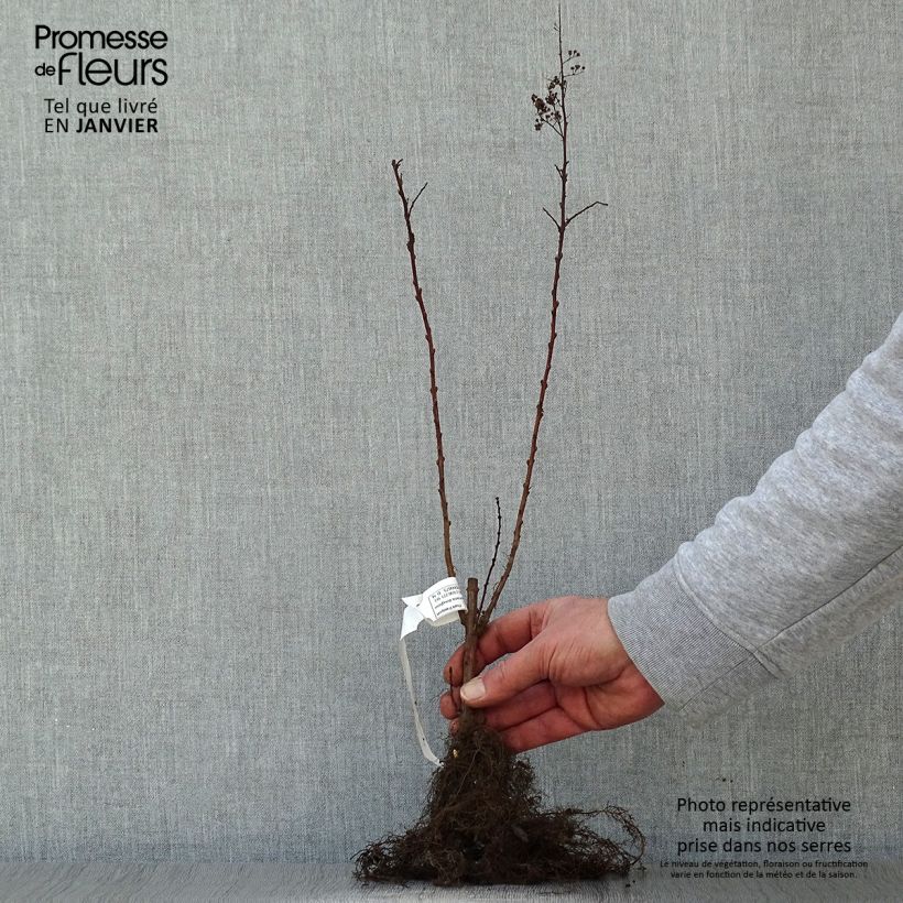 Spiraea douglasii - Steeple bush Bare root sample as delivered in winter