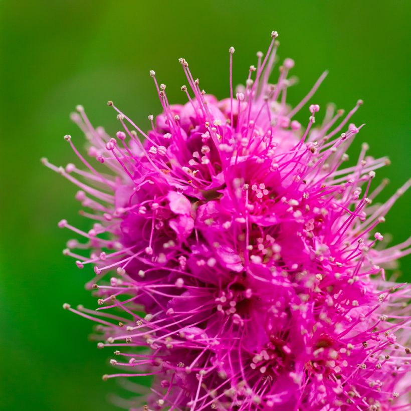 Spiraea douglasii (Flowering)