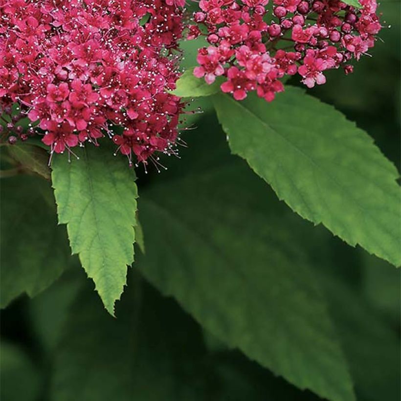 Spiraea japonica Double Play Red (Foliage)