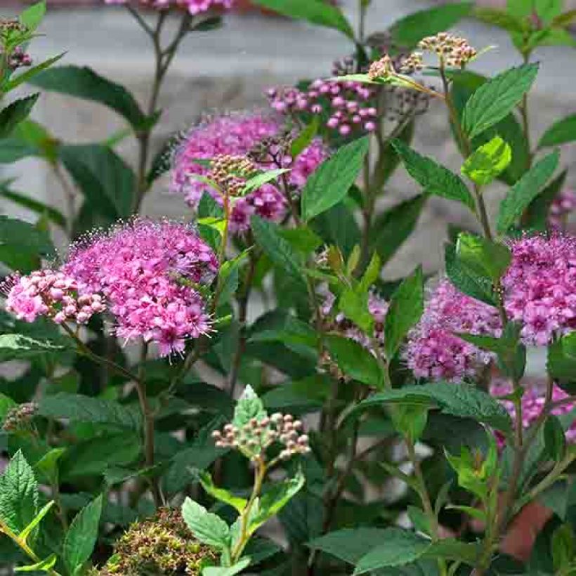 Spiraea japonica Shirobana or Genpei (Flowering)