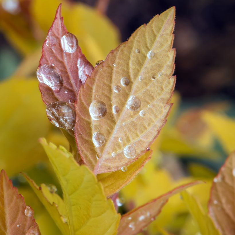 Spiraea japonica Pink & Gold (Foliage)