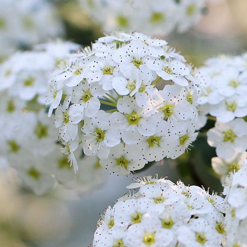 Spiraea nipponica June Bride (Flowering)