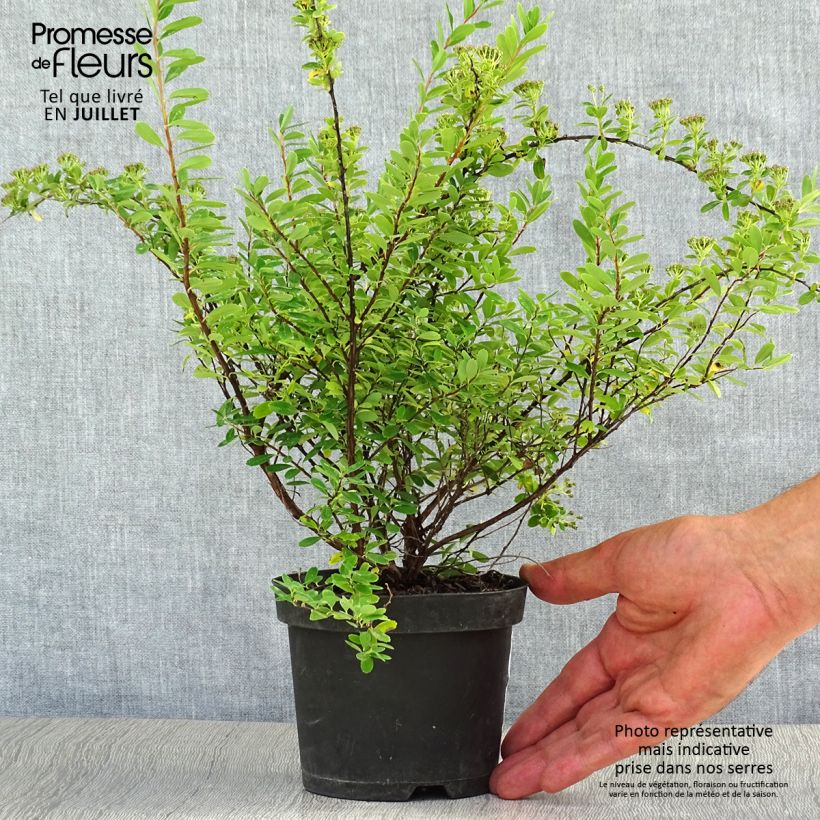 Spiraea nipponica Snowmound 1L/1.5L pot sample as delivered in summer
