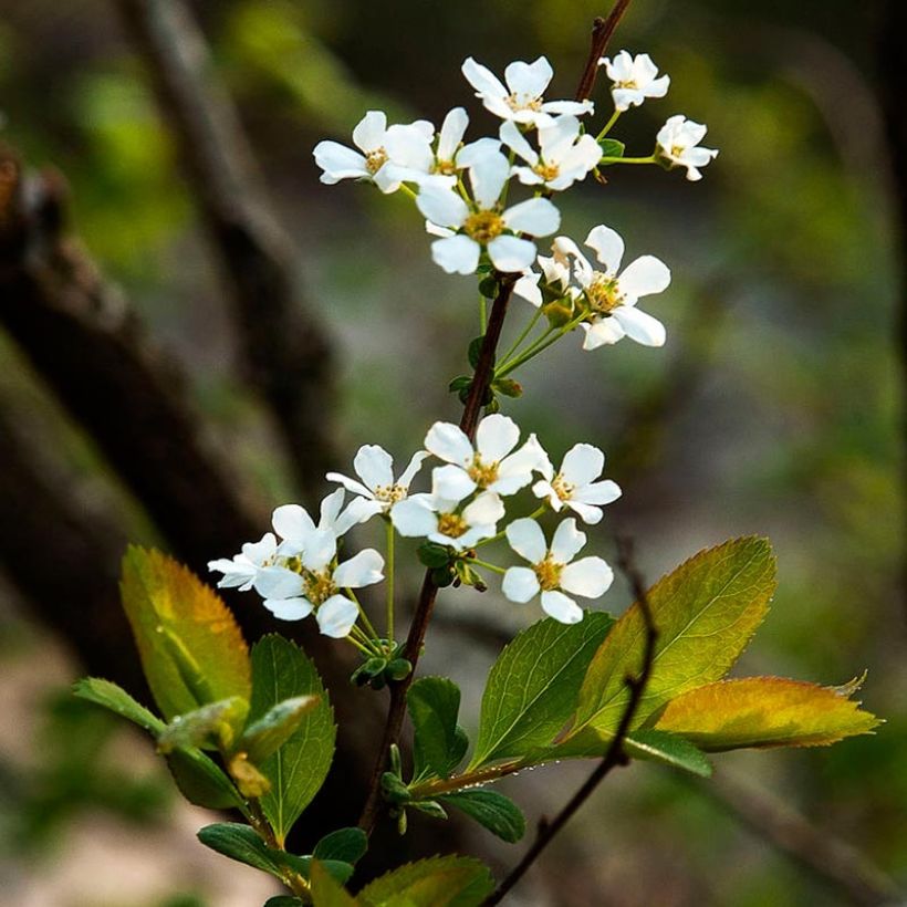 Spiraea prunifolia (Flowering)