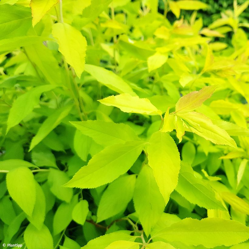 Spiraea prunifolia Goldfire (Foliage)