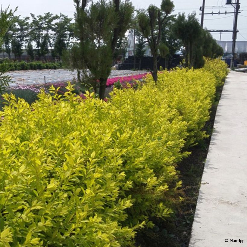 Spiraea prunifolia Goldfire (Plant habit)