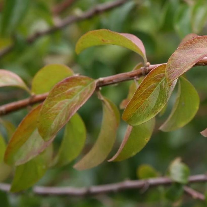 Spiraea prunifolia Plena (Foliage)