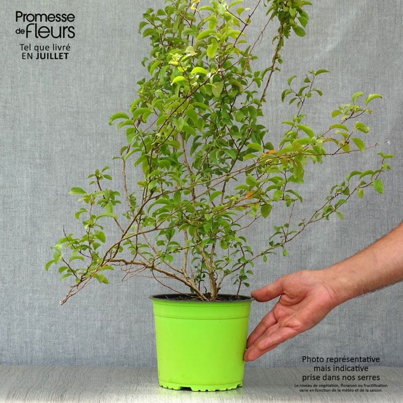 Spiraea prunifolia Plena 2L/3L pot sample as delivered in summer