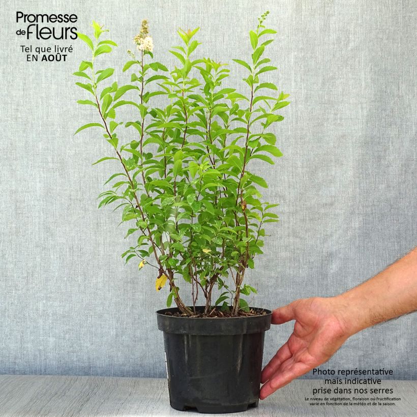 Spiraea prunifolia 2L/3L pot sample as delivered in summer