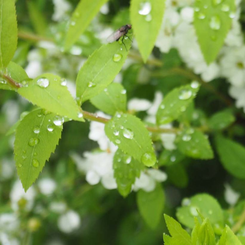 Spiraea thunbergii (Foliage)