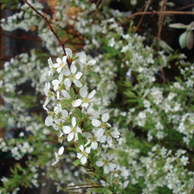 Spiraea thunbergii (Flowering)
