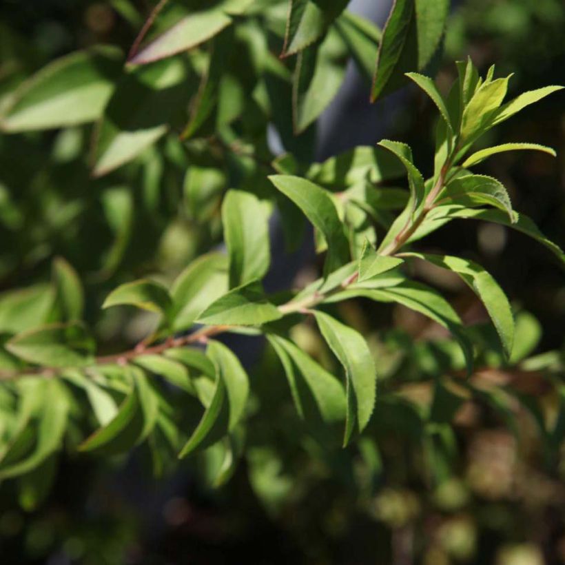 Spiraea thunbergii Fujino Pink (Foliage)