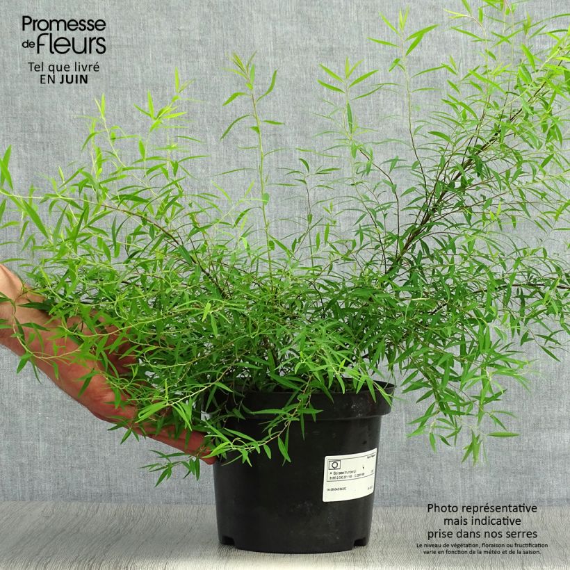 Spiraea thunbergii 3L/4L pot sample as delivered in summer