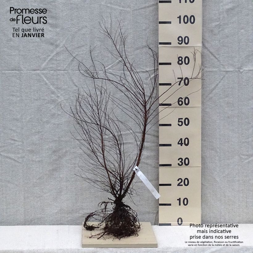 Spiraea thunbergii Bare root sample as delivered in winter