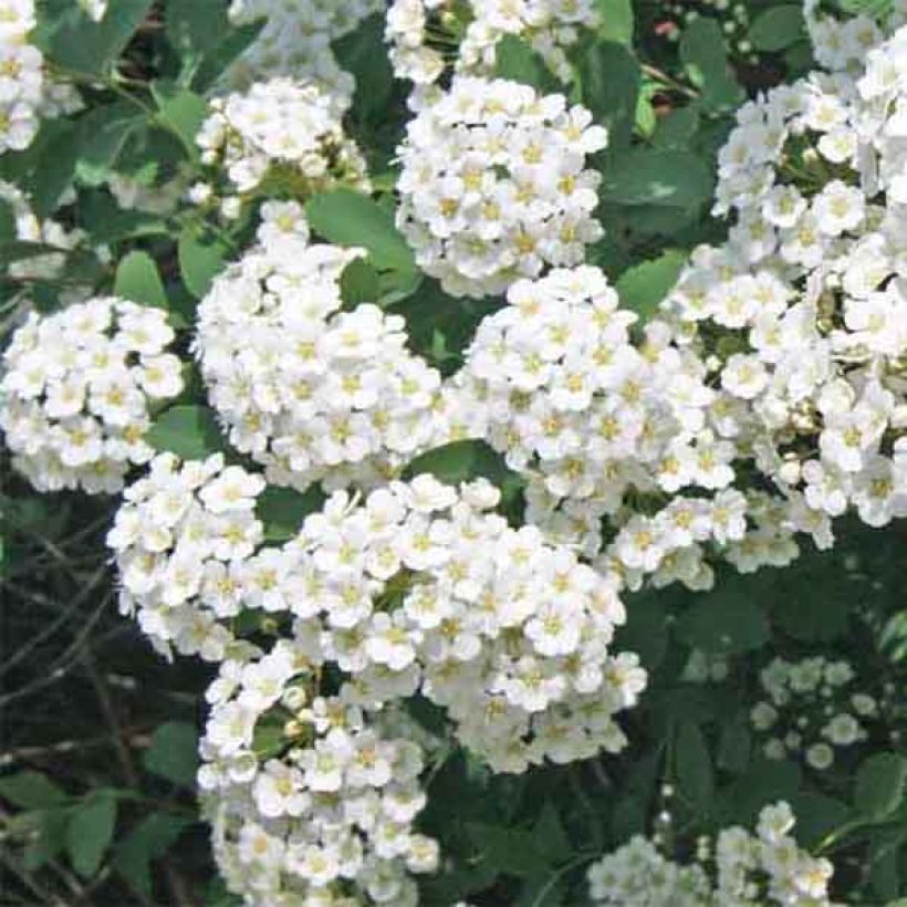 Spiraea x vanhouttei (Flowering)