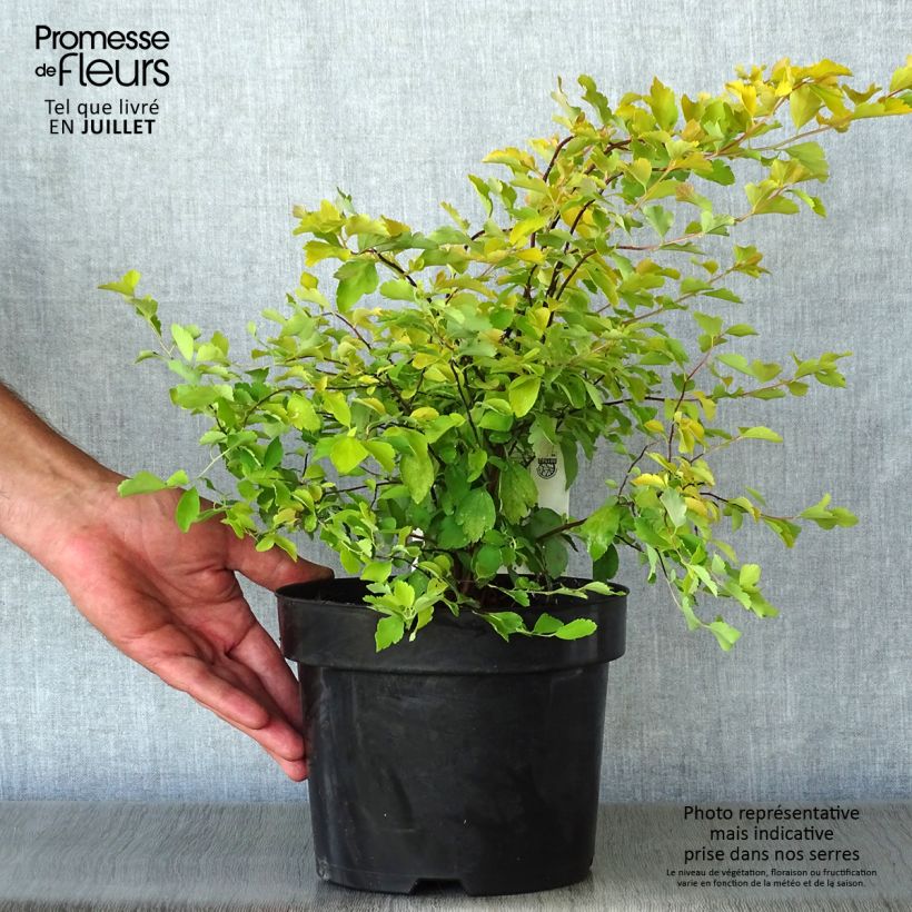 Spiraea (x) vanhouttei Gold Fountain 3L/4L pot sample as delivered in summer