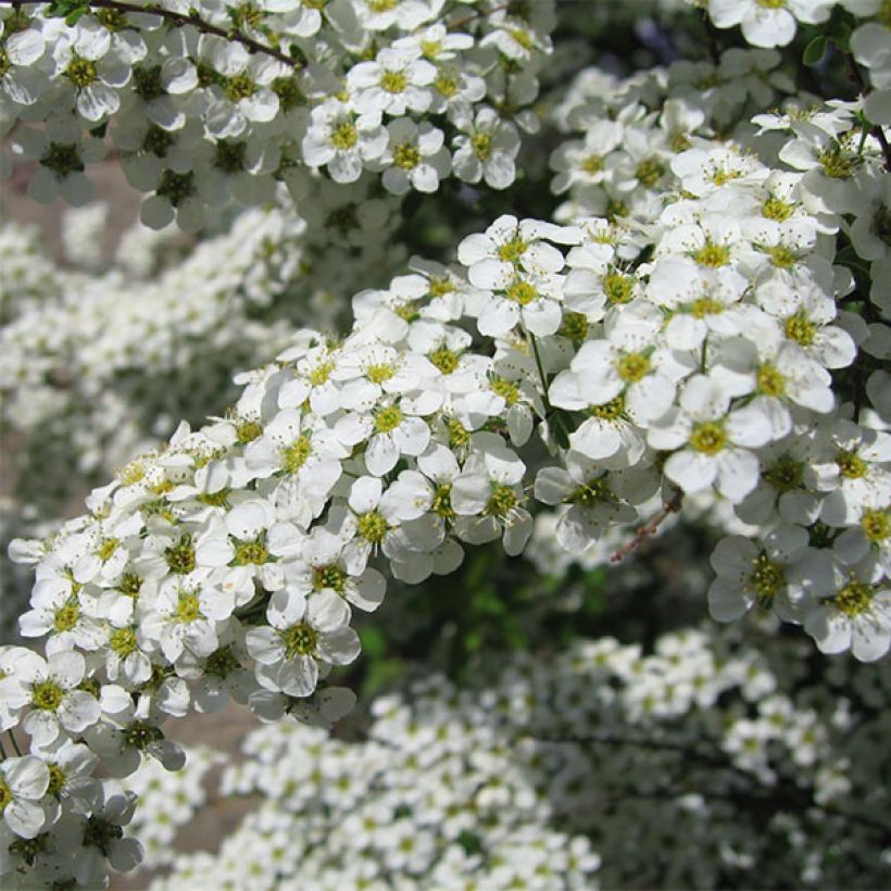 Spiraea (x) vanhouttei Gold Fountain (Flowering)