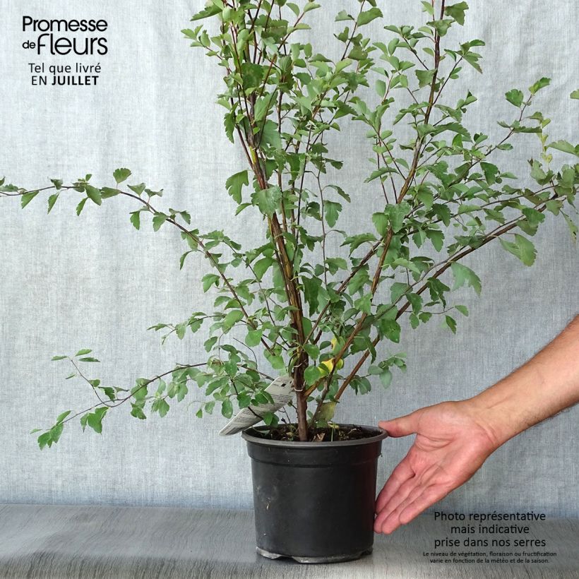 Spiraea x vanhouttei 2L/3L pot sample as delivered in summer