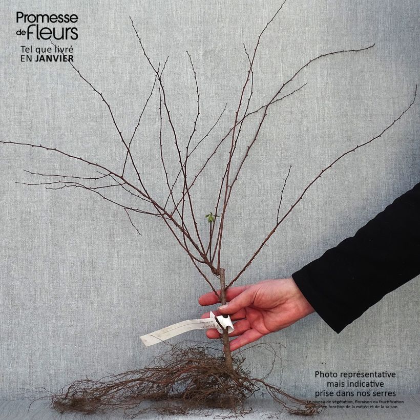 Spiraea x vanhouttei Bare root sample as delivered in winter