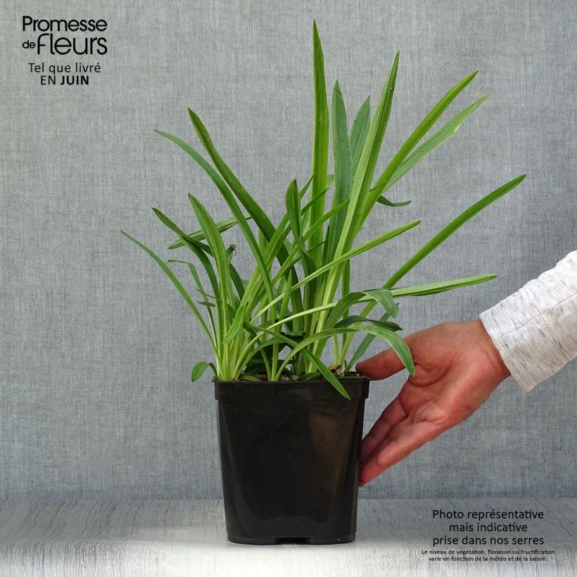 Spiranthes Cernua var odorata - Chadds Ford 2L/3L pot sample as delivered in summer