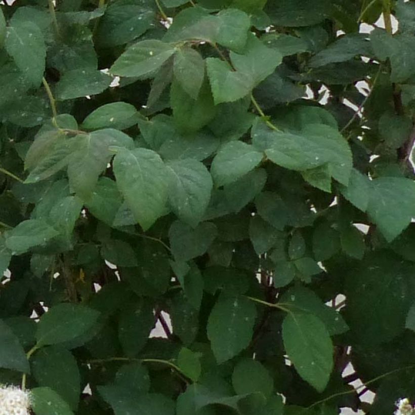 Spiraea japonica Double Play Kazoo (Foliage)
