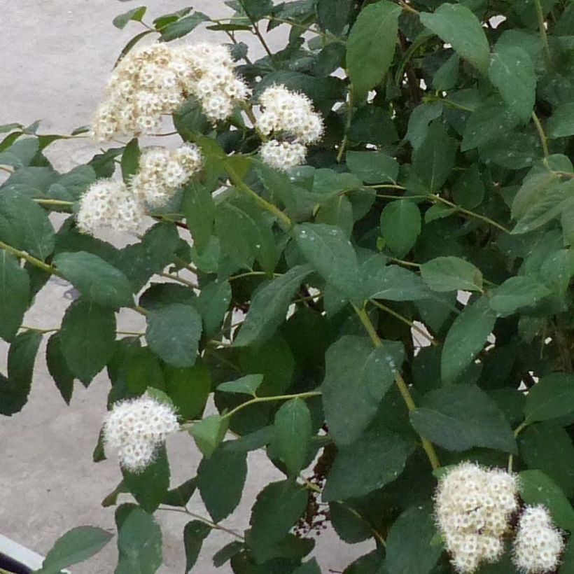 Spiraea japonica Double Play Kazoo (Flowering)