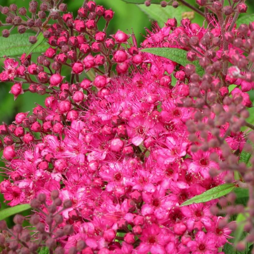 Spiraea japonica Neon Flash (Flowering)