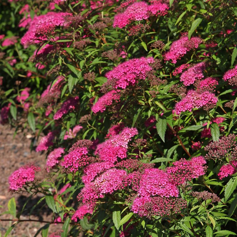 Spiraea japonica Neon Flash (Plant habit)