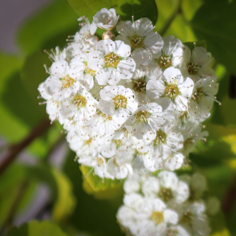 Spiraea betulifolia Island (Flowering)