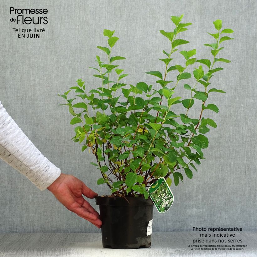Spiraea betulifolia Tor 3L/4L pot sample as delivered in summer