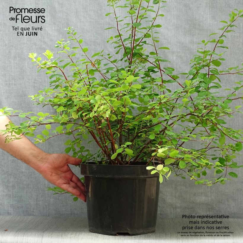 Spiraea betulifolia Tor 7.5L/10L pot sample as delivered in summer