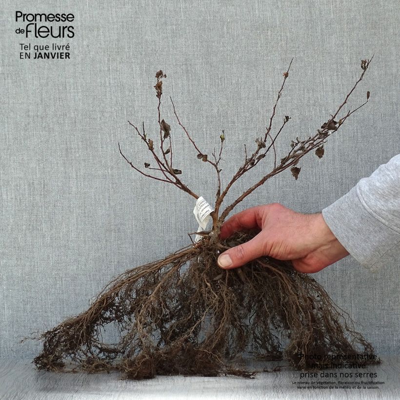 Spiraea betulifolia Tor Bare root sample as delivered in winter