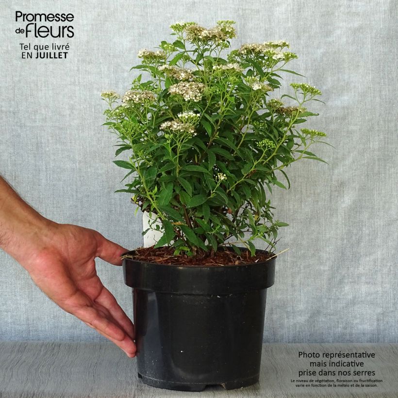 Spiraea japonica Albiflora 2L/3L pot sample as delivered in summer