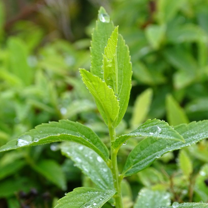 Spiraea japonica Albiflora (Foliage)