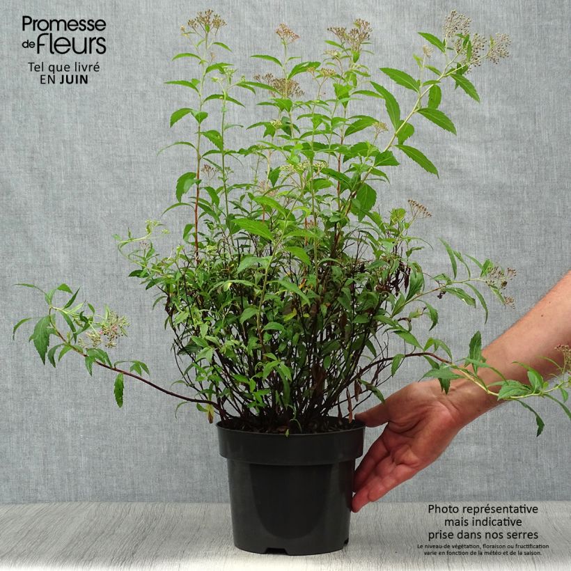 Spiraea japonica Anthony Waterer 3L/4L pot sample as delivered in summer