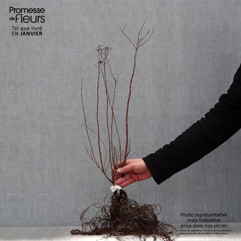 Spiraea japonica Anthony Waterer Bare root sample as delivered in winter