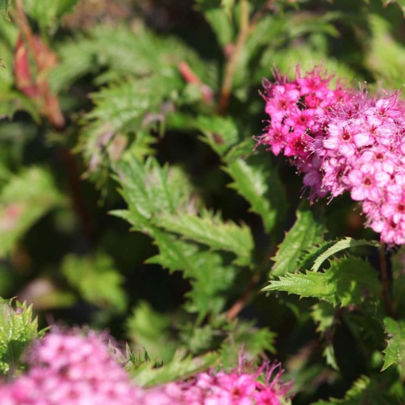 Spiraea japonica Crispa (Foliage)