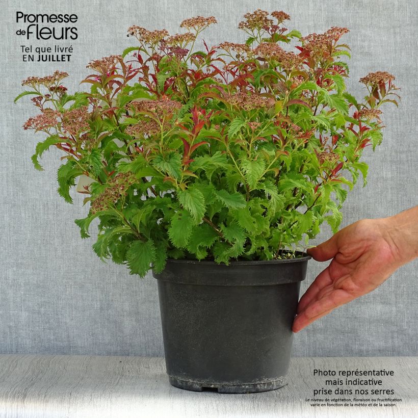 Spiraea japonica Crispa 3L/4L pot sample as delivered in summer