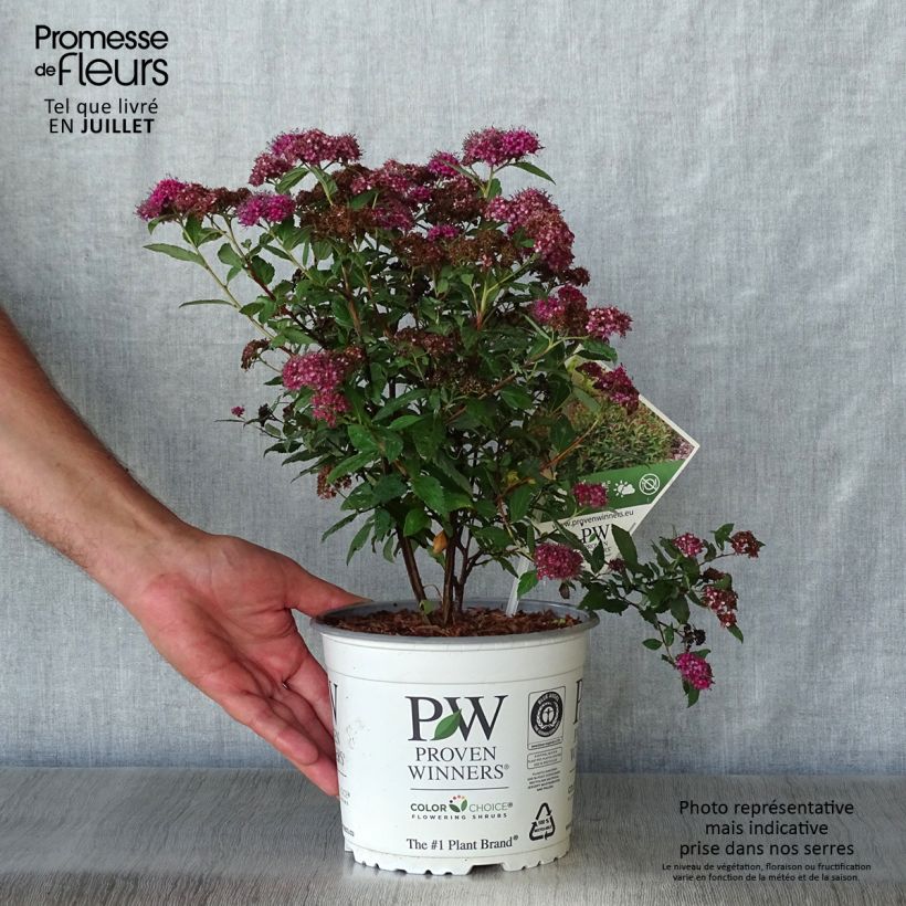 Spiraea japonica Double Play Artist 2L/3L pot sample as delivered in summer