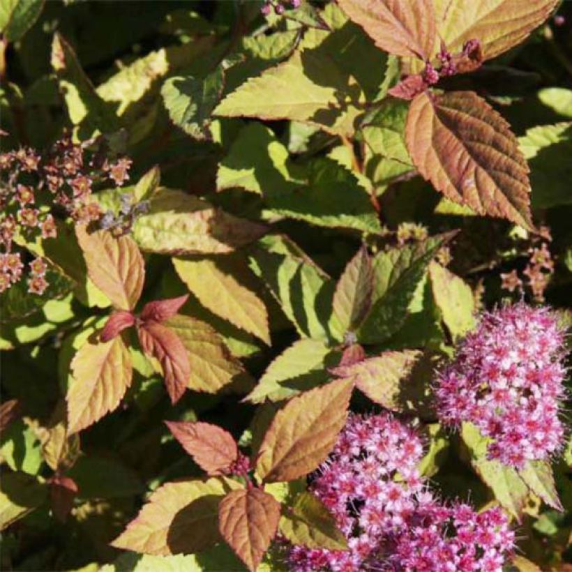 Spiraea japonica Firelight (Foliage)