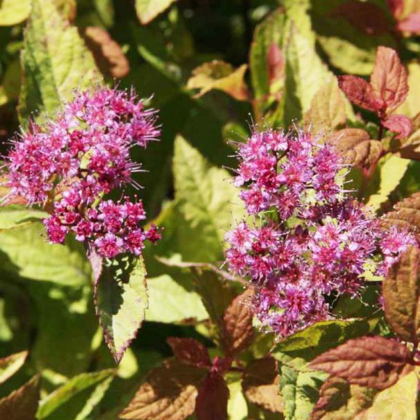 Spiraea japonica Firelight (Flowering)