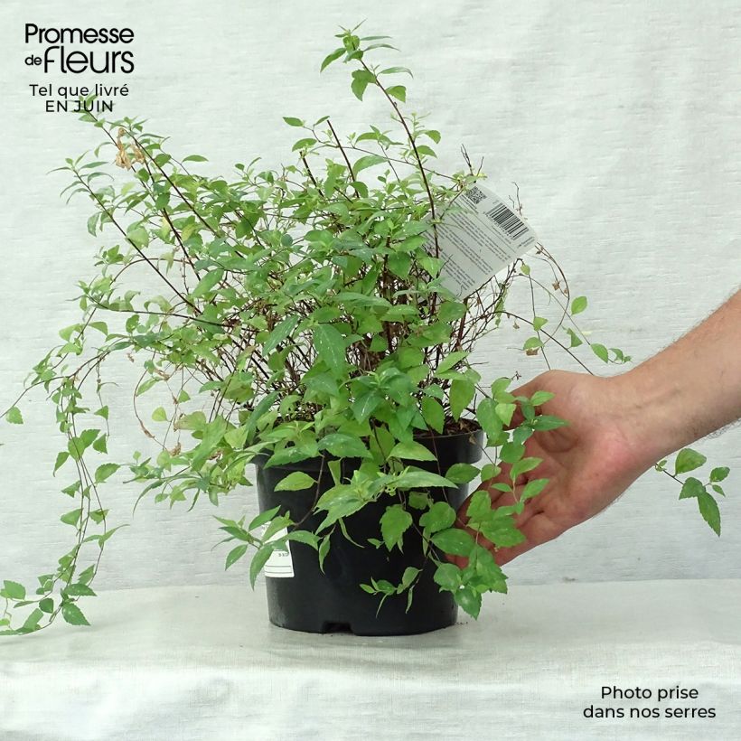 Spiraea japonica Firelight 3L/4L pot sample as delivered in summer