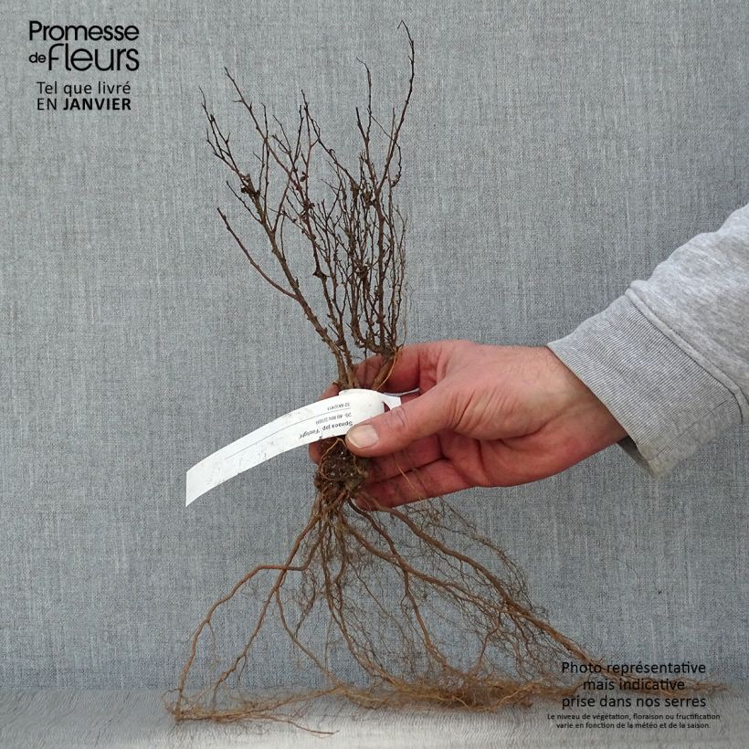 Spiraea japonica Firelight Bare root sample as delivered in winter