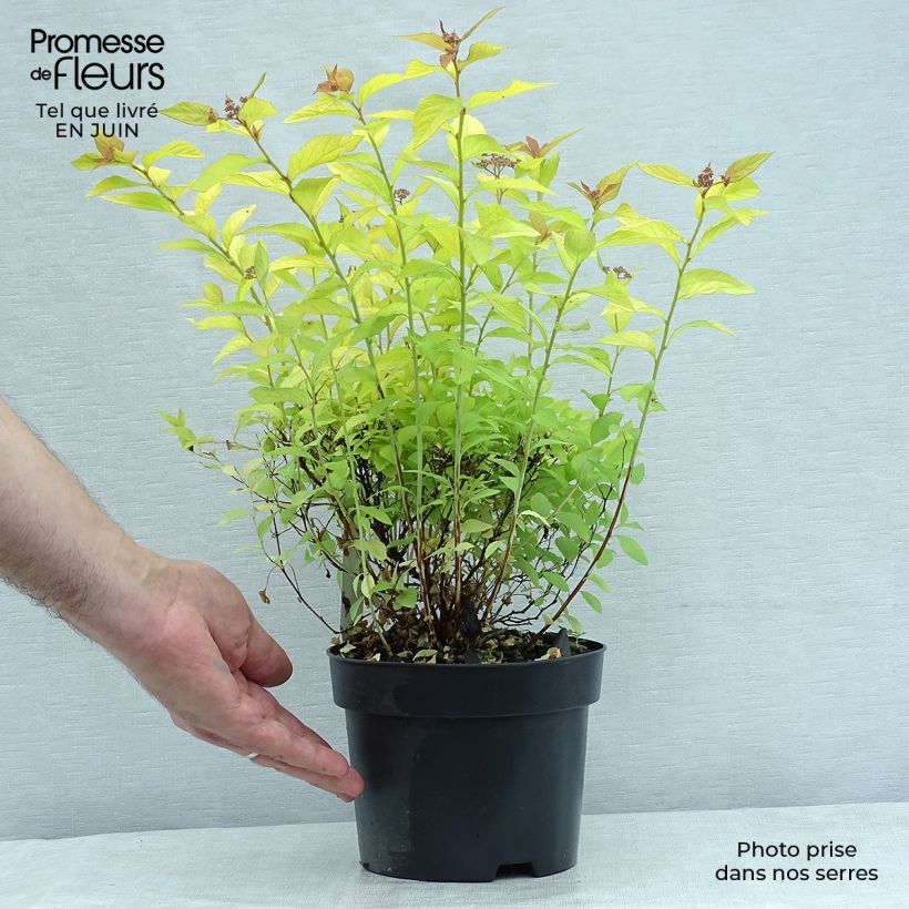 Spiraea japonica Golden Princess 2L/3L pot sample as delivered in summer