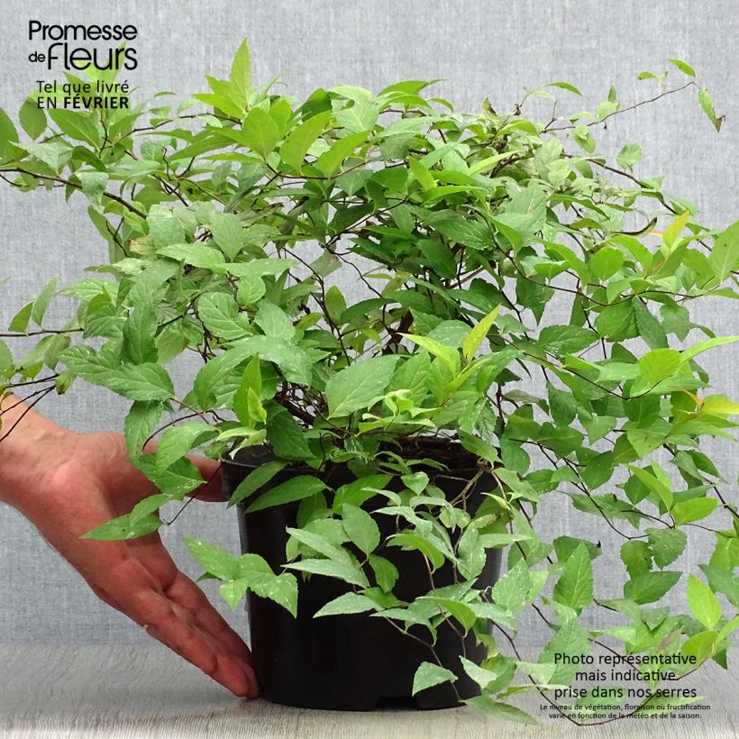 Spiraea japonica Goldflame 2L/3L pot sample as delivered in autumn