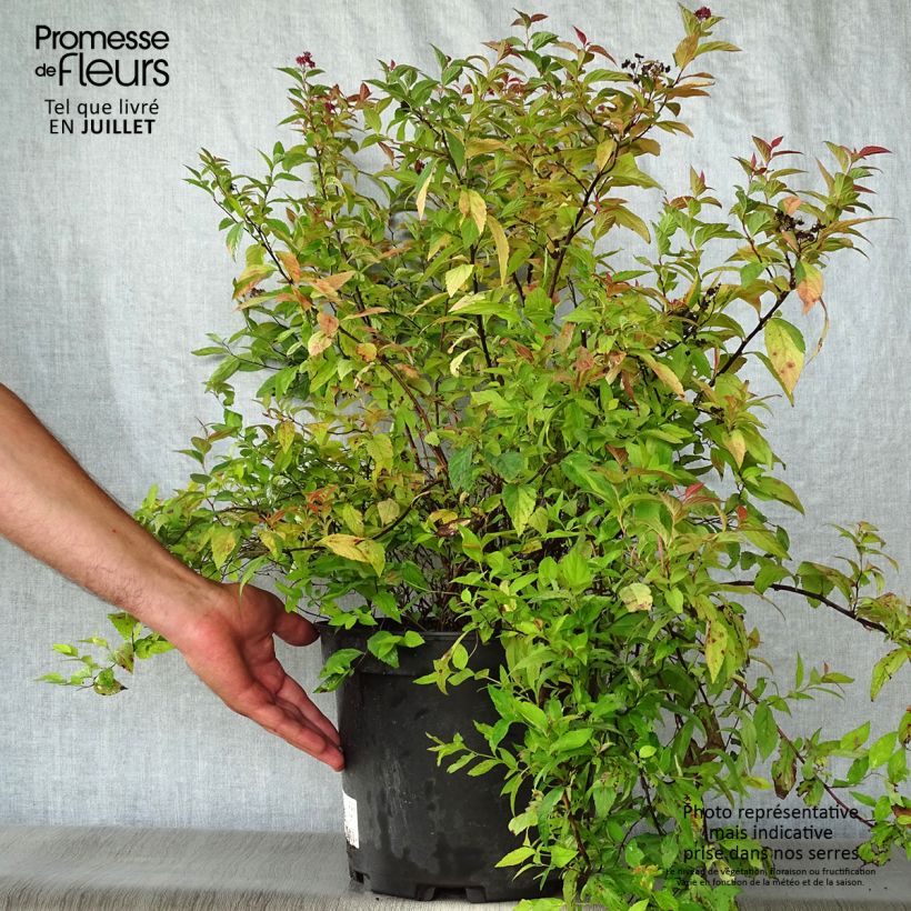 Spiraea japonica Goldflame 7.5L/10L pot sample as delivered in summer