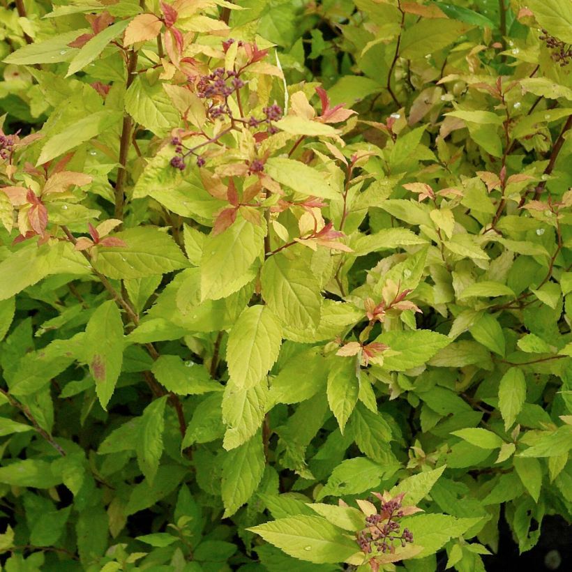 Spiraea japonica Goldflame (Foliage)